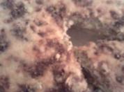 Brokkoli-Hack-Quiche - Rezept