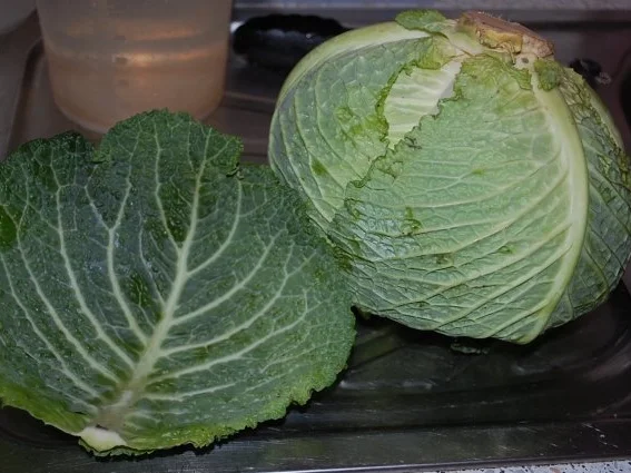 Rezept: Wirsing Rouladen auf meine Art Bild Nr. 2 Wirsing Rouladen auf meine Art - Rezept - Bild Nr. 2