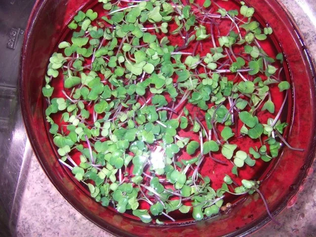 Kartoffelsalat 31. Dieter´s Art - Rezept - Bild Nr. 4