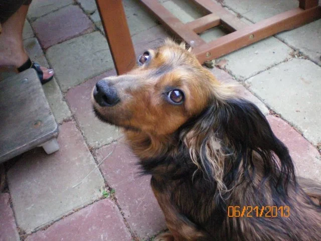 Hundekekse mit Hagebuttenmehl - Rezept - Bild Nr. 4