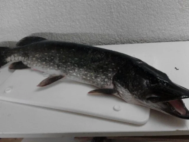 Rezept: In Olivenöl pochierter Hecht an rotem Feldsalat Bild Nr. 2 In Olivenöl pochierter Hecht an rotem Feldsalat - Rezept - Bild Nr. 2