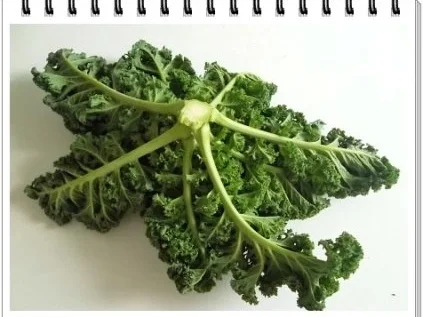 Frischer Grünkohl mit Wurst und Kartoffeln - Rezept - Bild Nr. 5