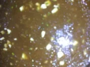 Salatsaucen: Essig -Öl - Marinade - Rezept