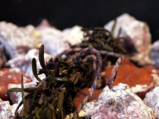 Red Wine Beef Stew - Rezept - Bild Nr. 13