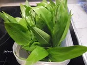 Bärlauchpesto, im Frühling ein Genuss - Rezept