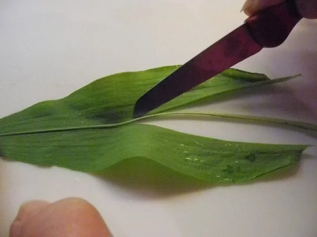 Rezept: Bärlauchpesto, im Frühling ein Genuss Bild Nr. 2 Bärlauchpesto, im Frühling ein Genuss - Rezept - Bild Nr. 2