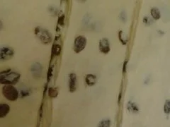 Rezept: Osterbrot mit Quark Bild Nr. 10 Osterbrot mit Quark - Rezept - Bild Nr. 10