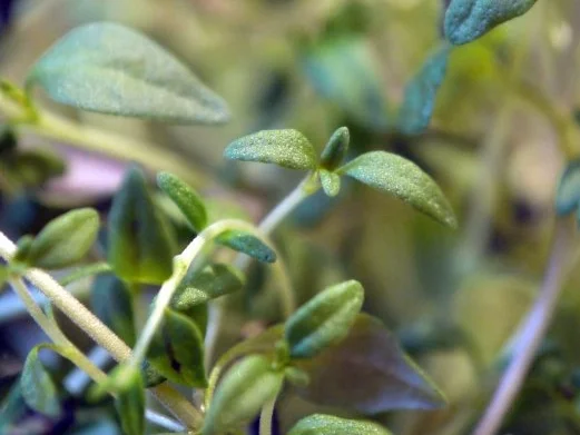 Blumenkohl mit Eier-Salsa - Rezept - Bild Nr. 7