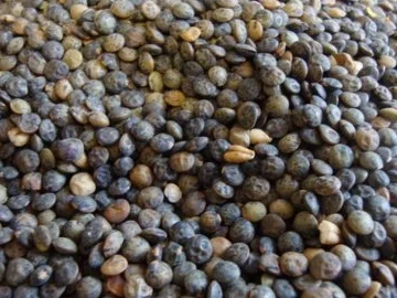 Schwäbische Alb-Linsensuppe mit Sauerrahm - Rezept - Bild Nr. 2