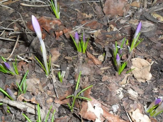 kalte gurkensuppe für den frühling - Rezept - Bild Nr. 9