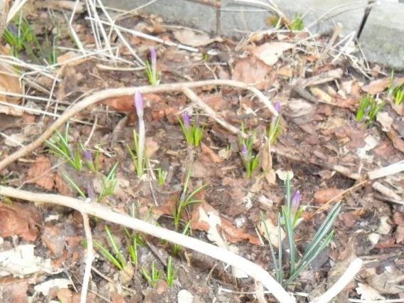 dessert, quarkdessert mit obstsalat---wieder frühlingssuche... - Rezept - Bild Nr. 8