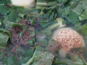 Kohlrabisüppchen mit klarer Gemüsebrühe - Rezept - Bild Nr. 8