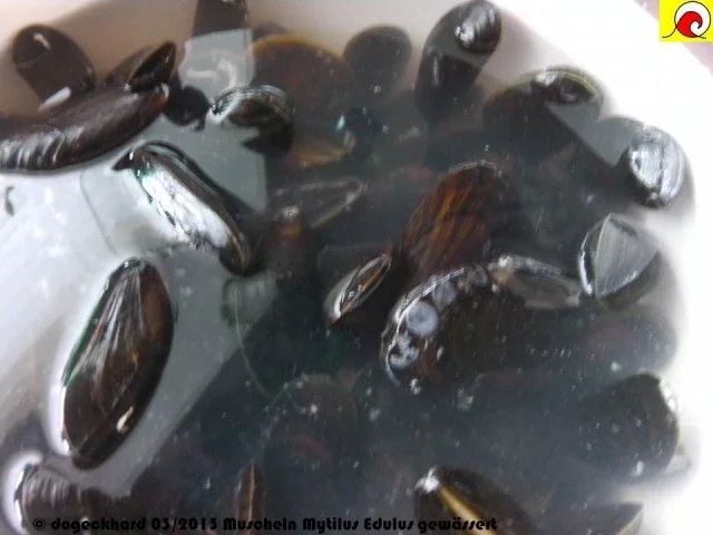 Rezept: Blåmuslinger (Miesmuscheln) fra Limfjorden på rodfrugt fond med grøntsager og krebsehaler Bild Nr. 4 Blåmuslinger (Miesmuscheln) fra Limfjorden på rodfrugt fond med grøntsager og krebsehaler - Rezept - Bild Nr. 4