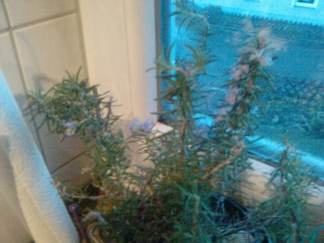 KOKOWÄH 3 - GENIGHTCOOKERRT ODER COQ AU VIN -- SCHARFER GALLISCHER HAHN - Rezept - Bild Nr. 16