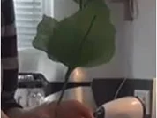 Oreo Blumentopf Dessert - Rezept