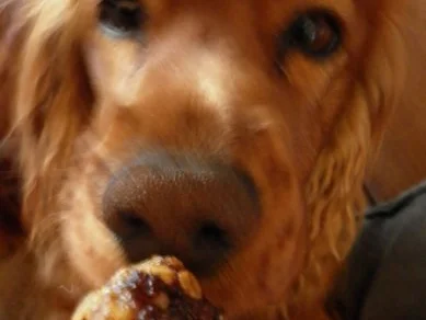 Rezept: Hundebällchen Hundebällchen - Rezept