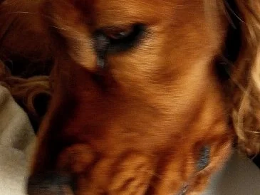 Rezept: Hundebällchen ...2. Variante Bild Nr. 2 Hundebällchen ...2. Variante - Rezept - Bild Nr. 2