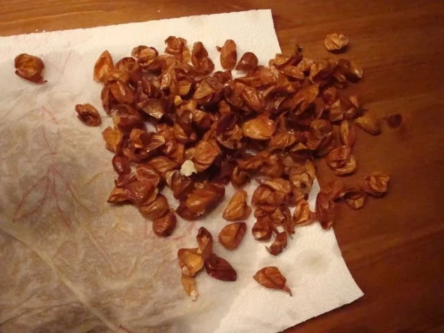 Cantuccini - Rezept - Bild Nr. 3