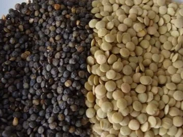 Linsen Trilogie nach "Landfrauen Art" - Rezept - Bild Nr. 6