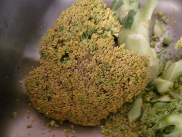 Rezept: Kabeljaufilet in Goldkruste mit Brokkolie-Kartoffelstampf Bild Nr. 2 Kabeljaufilet in Goldkruste mit Brokkolie-Kartoffelstampf - Rezept - Bild Nr. 2