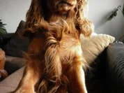 Hundebällchen Variante 3 - Rezept