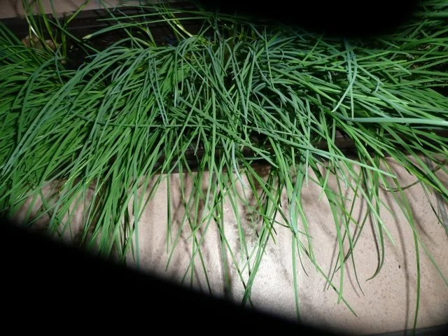 Eiersalat - Rezept - Bild Nr. 2