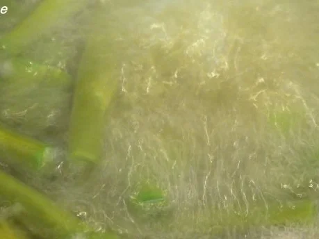 Pfefferrahmbohnen - Rezept - Bild Nr. 8