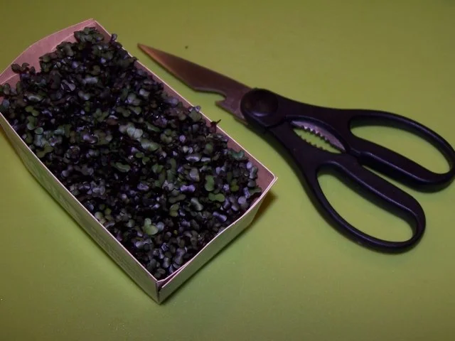 Frühlingskartoffelsalat - Rezept - Bild Nr. 6