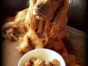 Hackbällchen mit Nudeln - Rezept