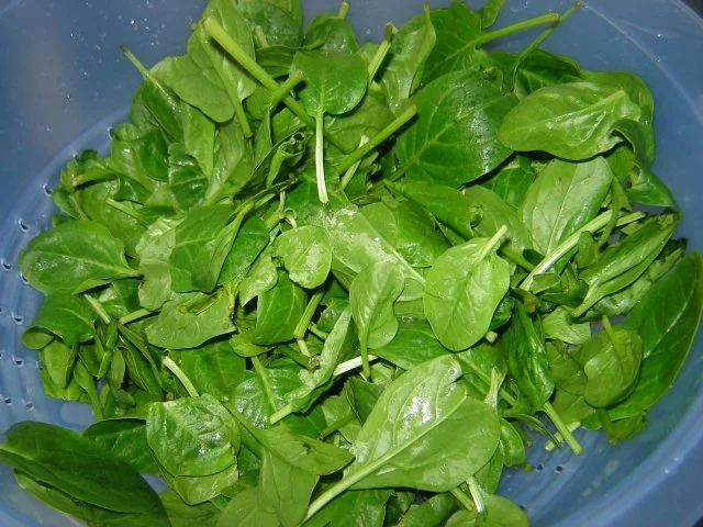 Junger Spinat mit Hackfleisch - Rezept - Bild Nr. 6