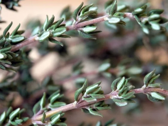 Rezept: Pikant-fruchtige Bouletten mit Schalotten-Balsamico-Sauce Bild Nr. 7 Pikant-fruchtige Bouletten mit Schalotten-Balsamico-Sauce - Rezept - Bild Nr. 7