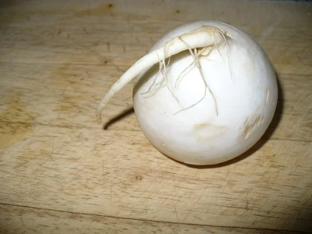 Radieschen- Rettichsalat - Rezept - Bild Nr. 3