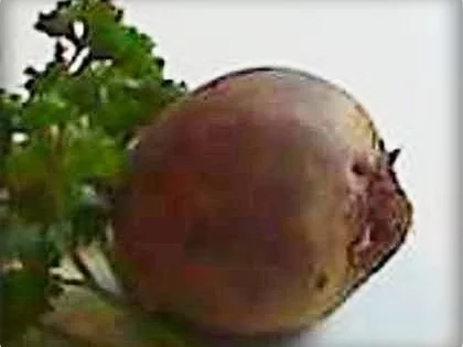 Rote Matjesfilets mit Eierscheiben - Rezept - Bild Nr. 5