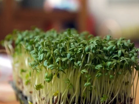 Bruschetta mit Kresse-Lachs - Rezept - Bild Nr. 3