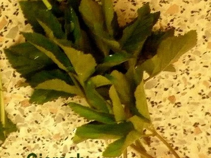 Porree - Giersch - Suppe - Rezept - Bild Nr. 4