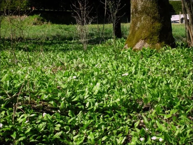 Gebratener Lachs mit Bärlauch-Risotto - Rezept - Bild Nr. 12