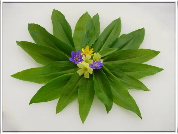 Gebratener Lachs mit Bärlauch-Risotto - Rezept - Bild Nr. 13