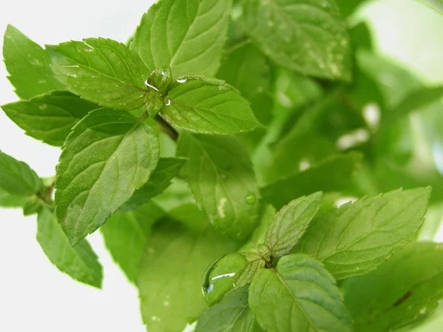 Pfefferminz- Bowle - Rezept