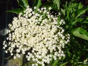 Holundersekt - Rezept