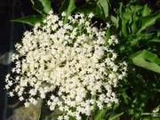 Holundersekt - Rezept