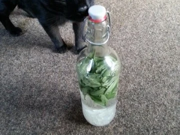 Salbei Schnaps - Rezept - Bild Nr. 2