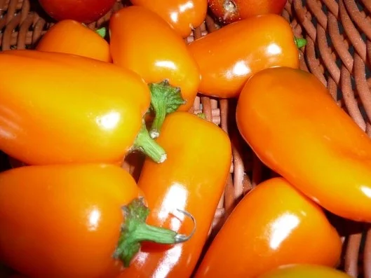 Knackig & Frisch - Rezept - Bild Nr. 2