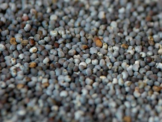 Rezept: Warmer Grüner-Spargel-Salat mit Mohn und Orangendressing Bild Nr. 9 Warmer Grüner-Spargel-Salat mit Mohn und Orangendressing - Rezept - Bild Nr. 9