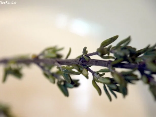 Rezept: Kräuterseitlings-Hähnchen-Pfanne Bild Nr. 6 Kräuterseitlings-Hähnchen-Pfanne - Rezept - Bild Nr. 6