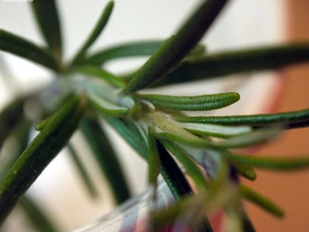 Rezept: Kräuterseitlings-Hähnchen-Pfanne Bild Nr. 7 Kräuterseitlings-Hähnchen-Pfanne - Rezept - Bild Nr. 7