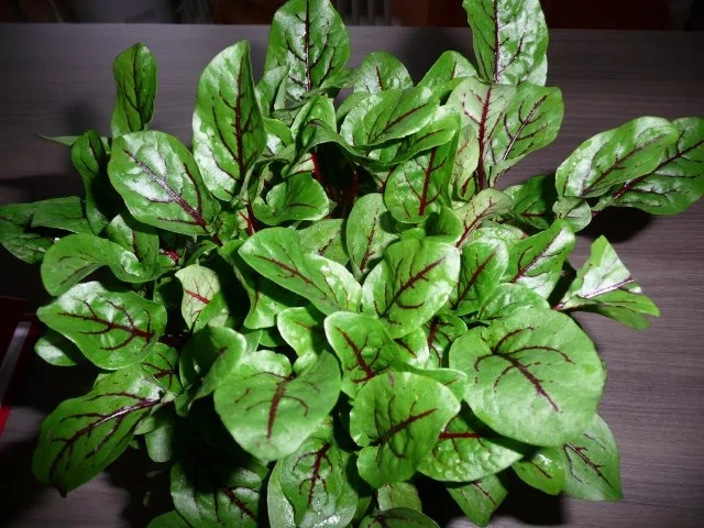 Wir grillen im Mai ! - Rezept - Bild Nr. 5