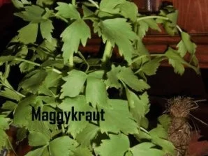 Bayrisches junges Gemüße Süppchen gegen Dortmunder Hackbällchen. - Rezept - Bild Nr. 2