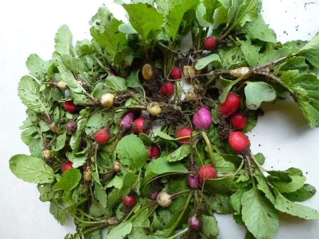 Nur ein Bunter Radieschensalat - Rezept - Bild Nr. 3