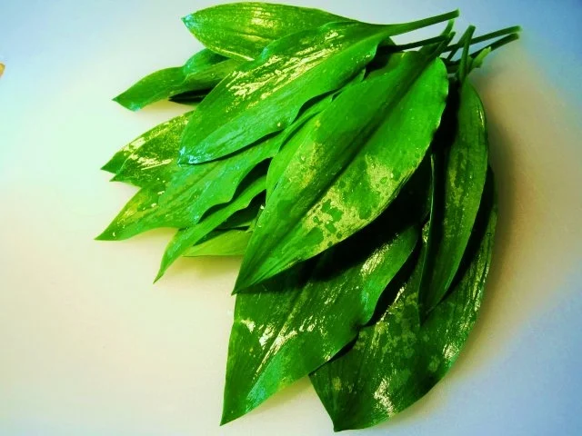 Bärlauch-Soße mit Spaghetti ... - Rezept - Bild Nr. 2