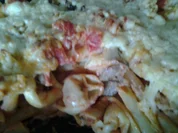 Einfacher Tomaten-Tortellini Auflauf - Rezept